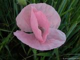 foto de flor amapola rosa con tama�o de 160X120; ver distintas medidas disponibles a la derecha
